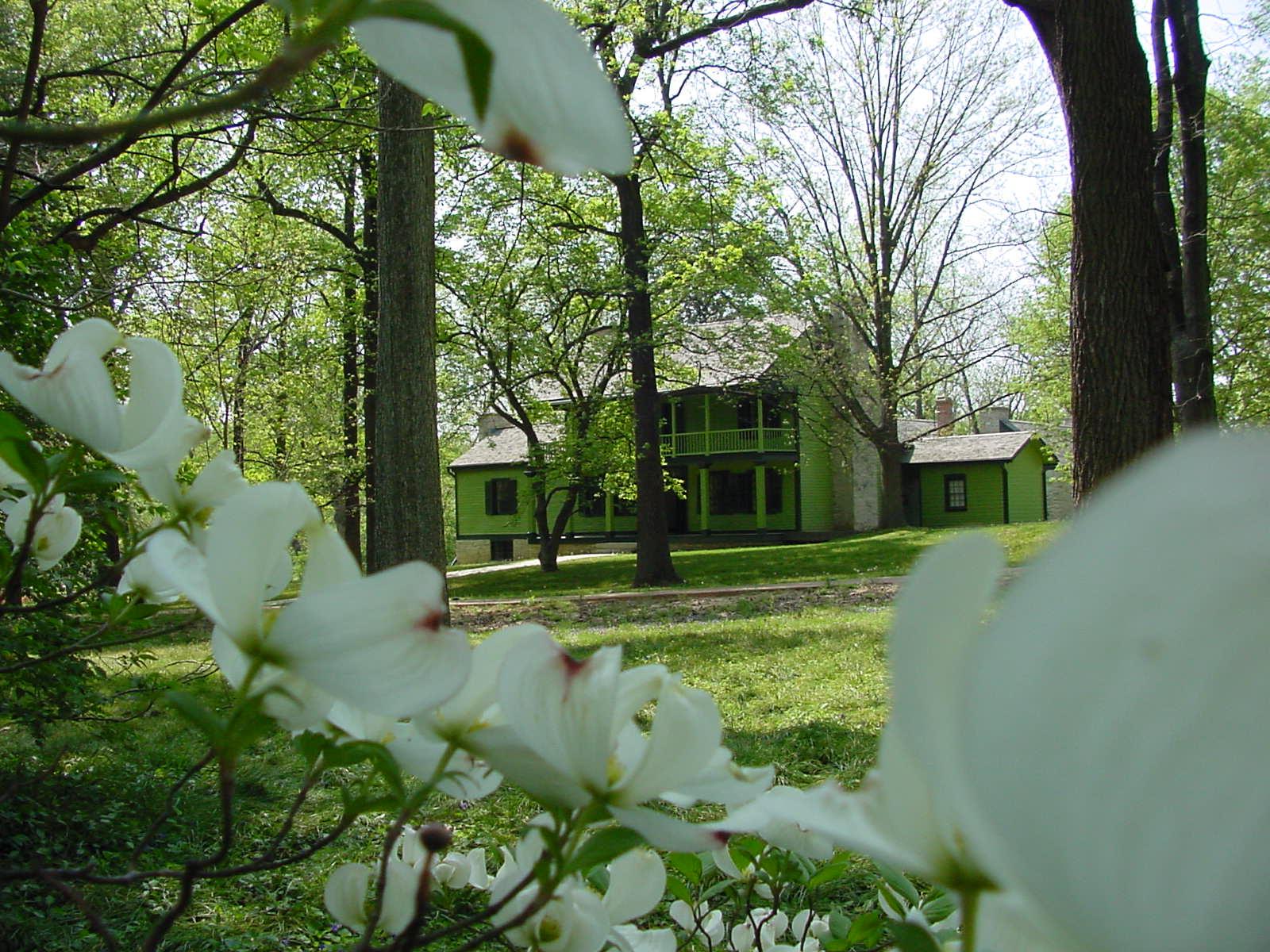 Green sided, two-story house seen through a flowering tree