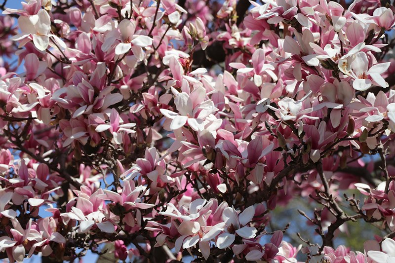 Pink and white magnolia flowers blooming on a tree.