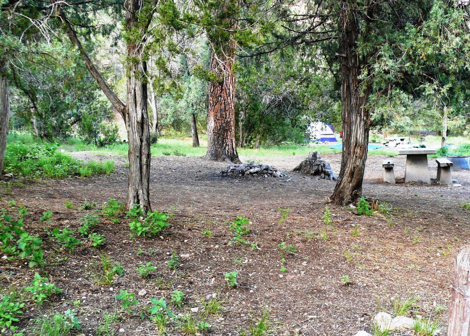 campground with trees and tent