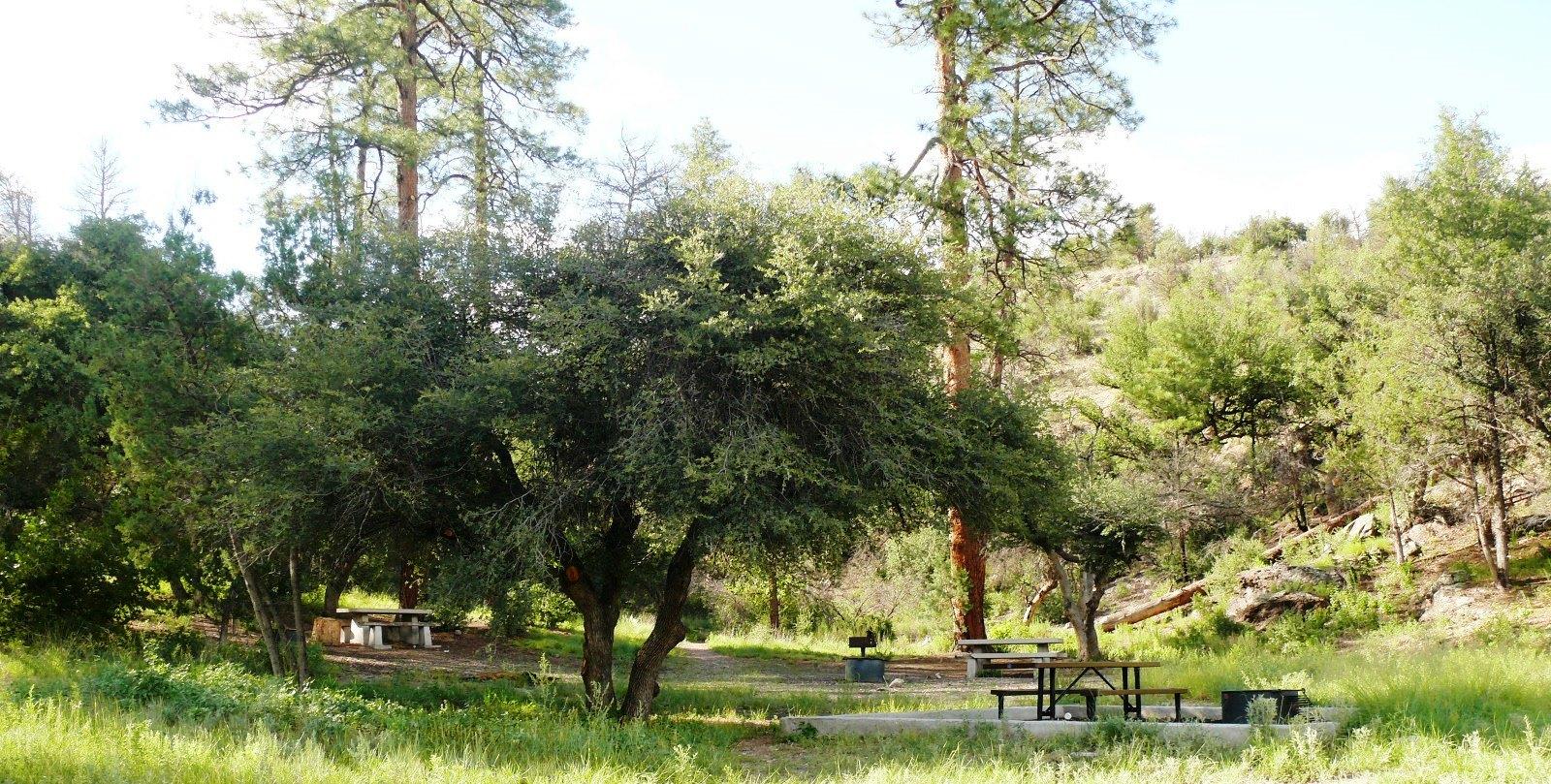 trees and picnic table