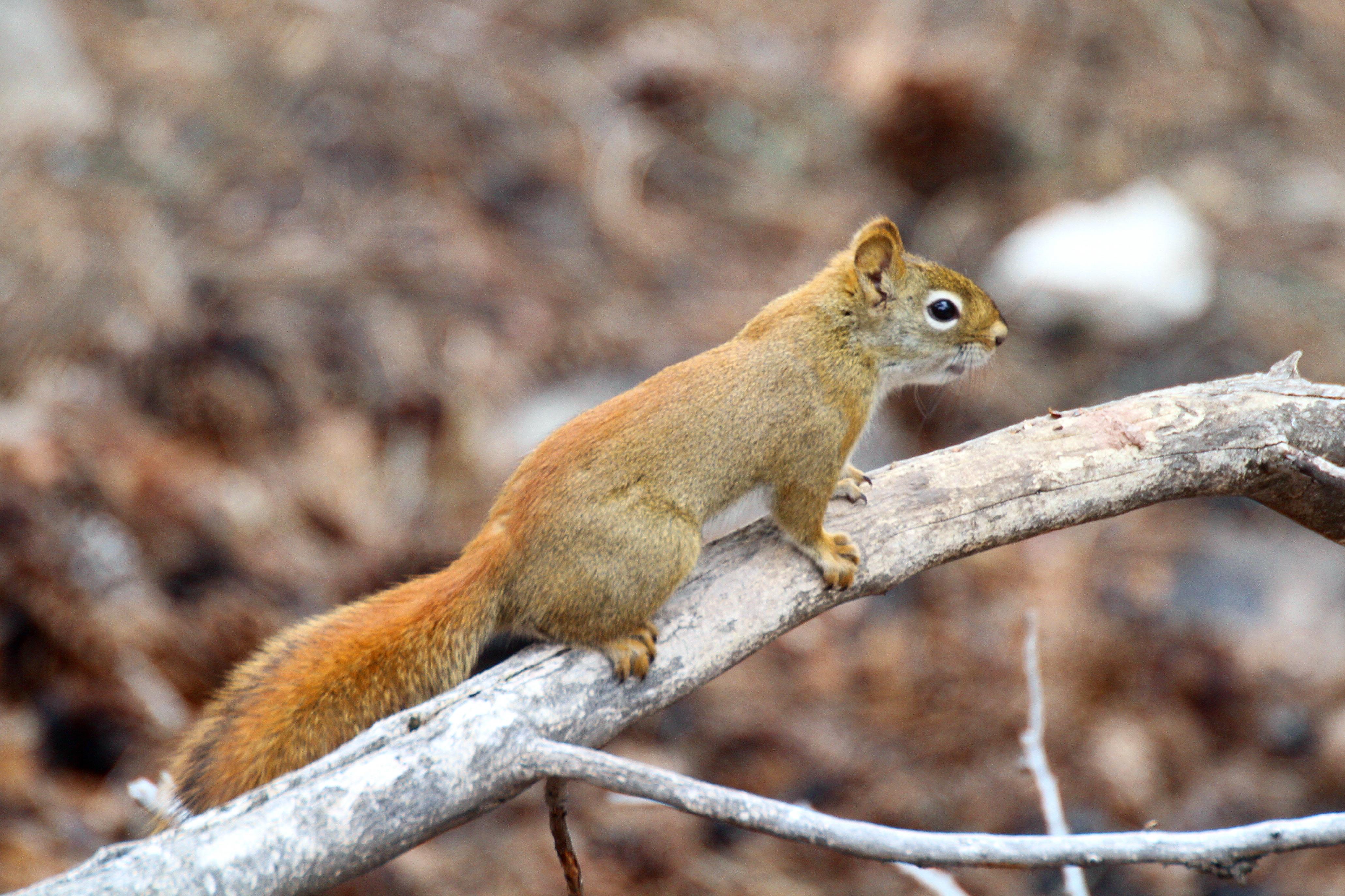 A small red squirrel stands on a dead pine branch.