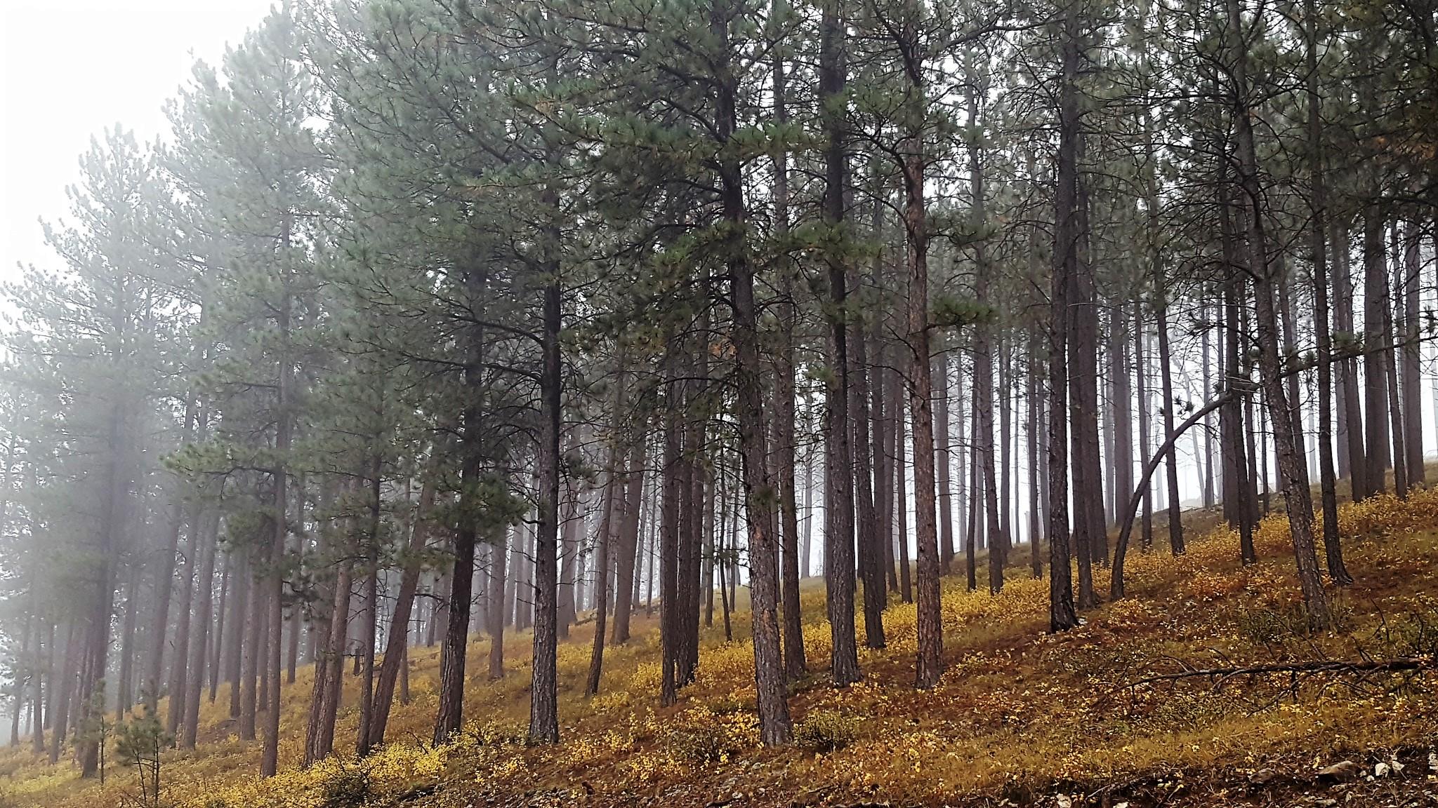 Fog filters through a stand of pine trees, with red and yellow foliage on the forest floor.