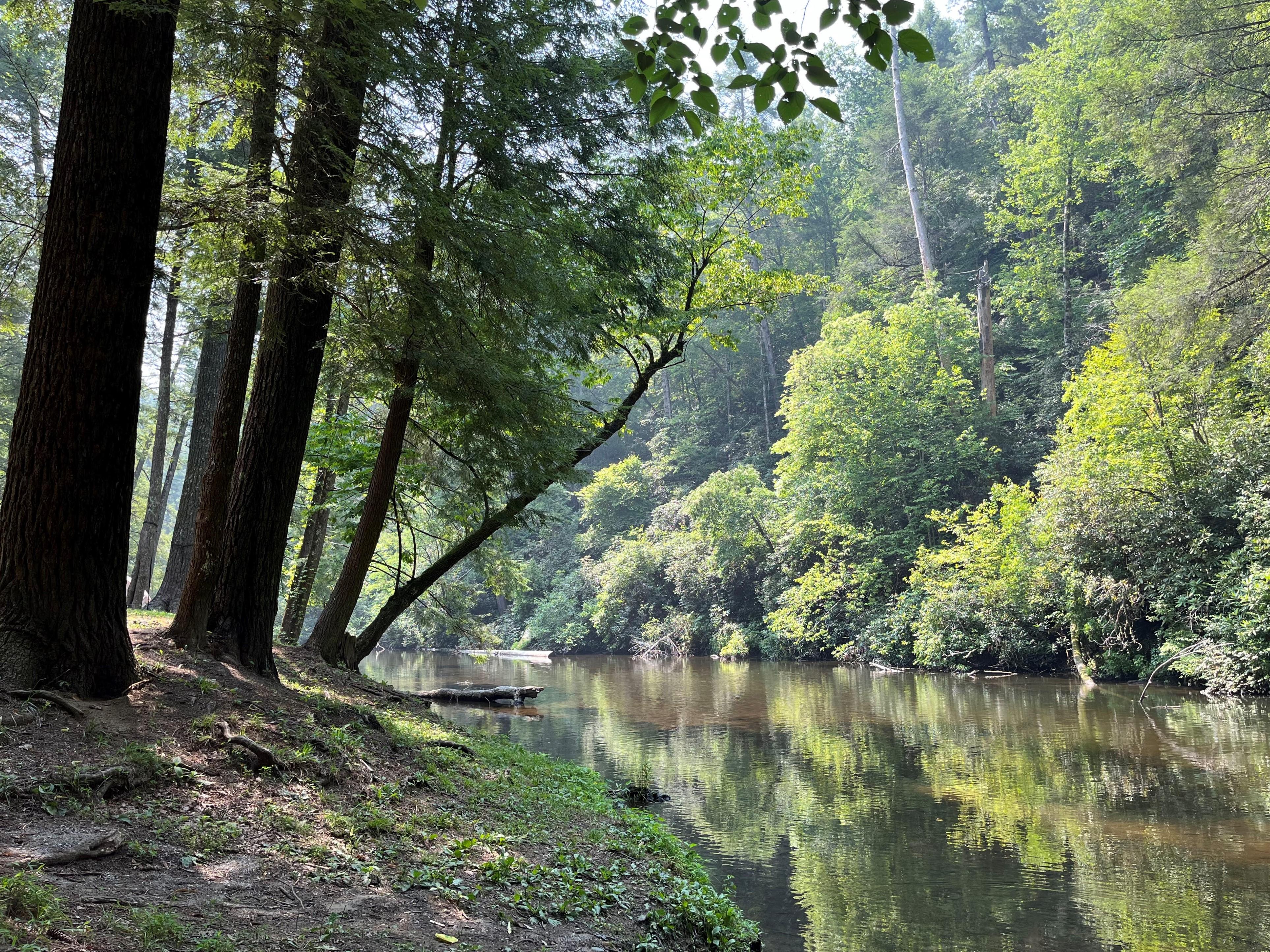 Softly rippling water reflecting surrounding trees. A creek view from a bank in the campground.