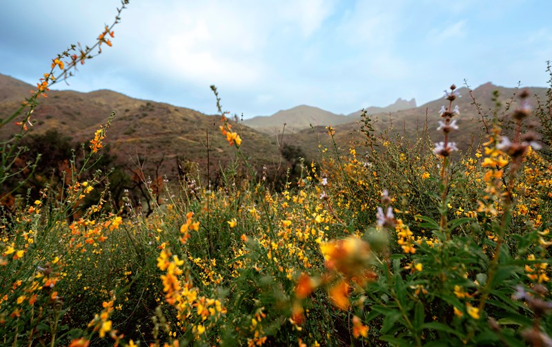 Zuma Canyon in Spring Trail view with yellow flowers in the foreground that lead to green mountains against a blue sky.