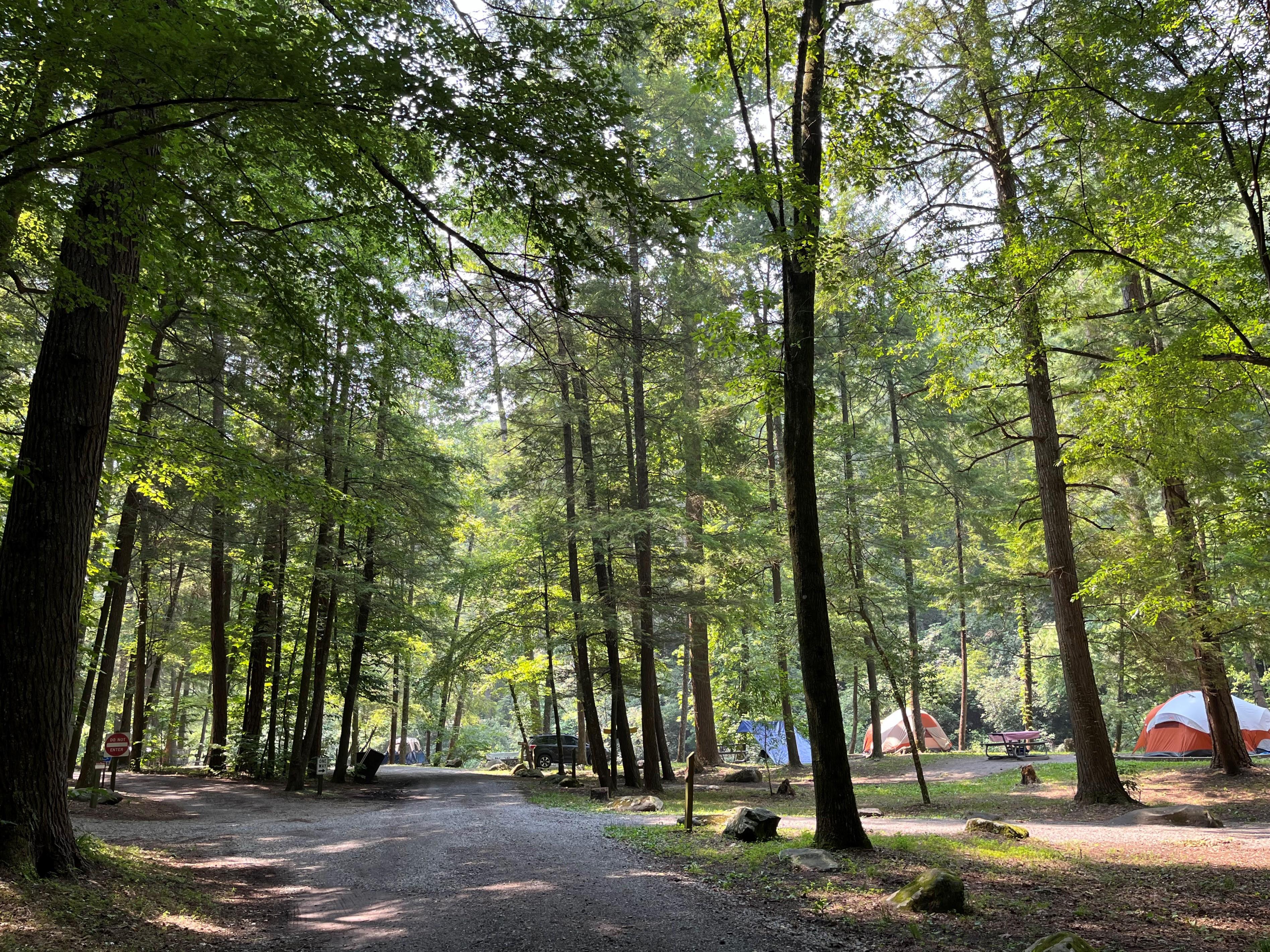 Multiple sites along a gravel road under a canopy of green trees. Colorful tents are visible.