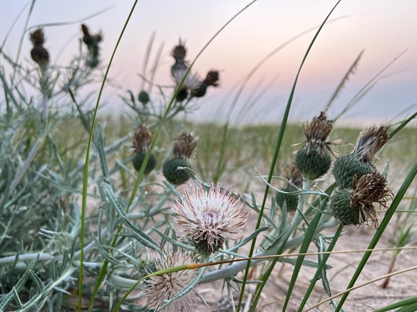 A pale pinkish thistle on sand dunes at sunset.