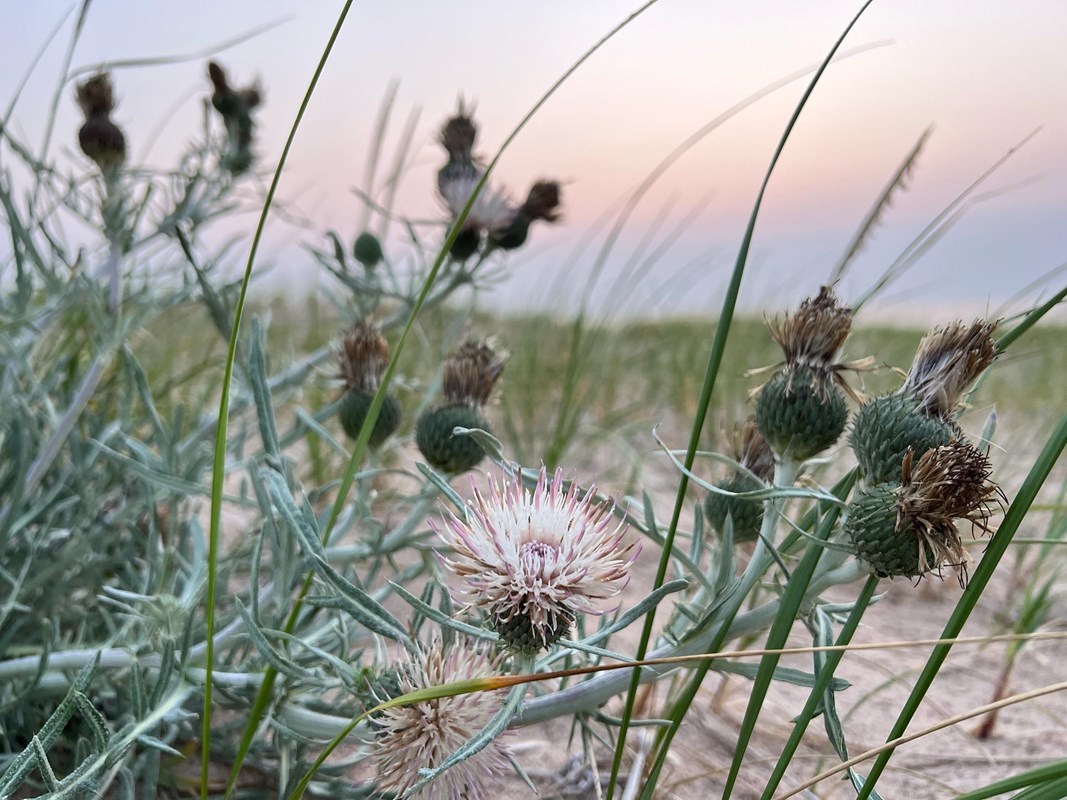 A pale pinkish thistle on sand dunes at sunset.