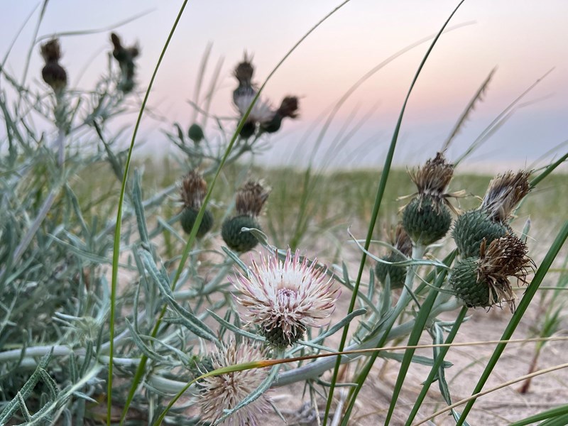 A pale pinkish thistle on sand dunes at sunset.