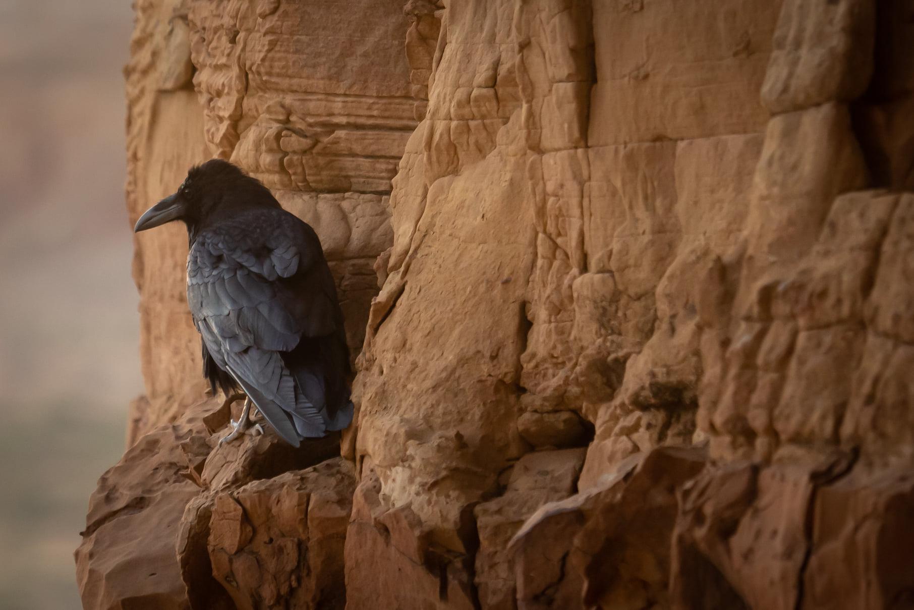 A raven perched on the side of a canyon wall.