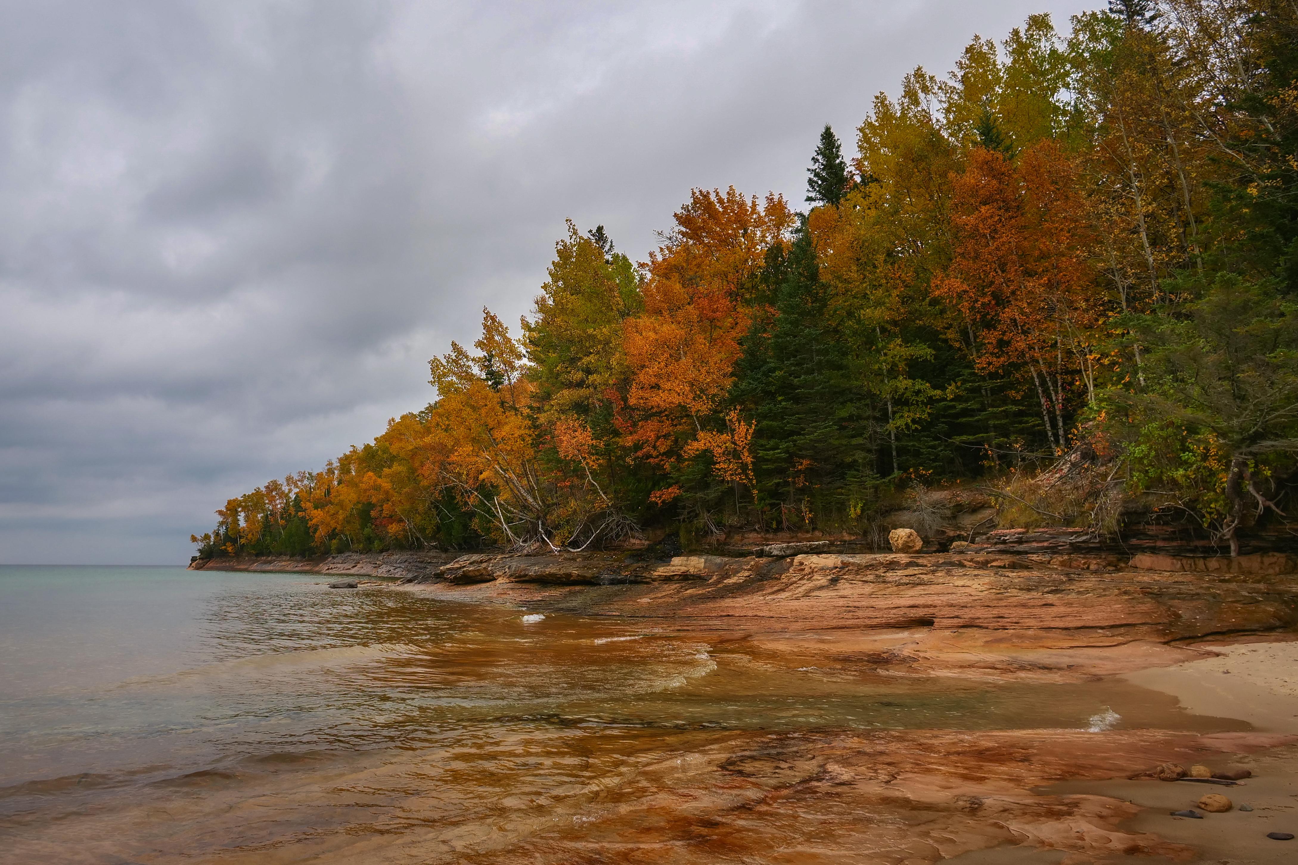 Golden and orange trees line a sandstone cliff rising above a beach on a cloudy autumn day