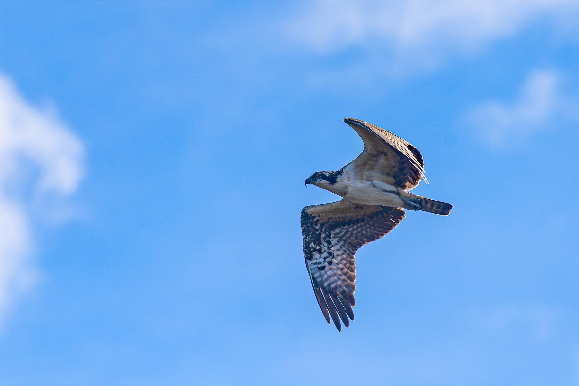 A large bird flying with partly cloudy skies beyond