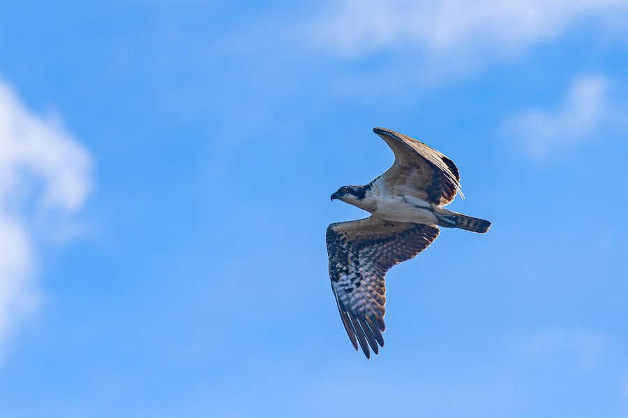 A large bird flying with partly cloudy skies beyond
