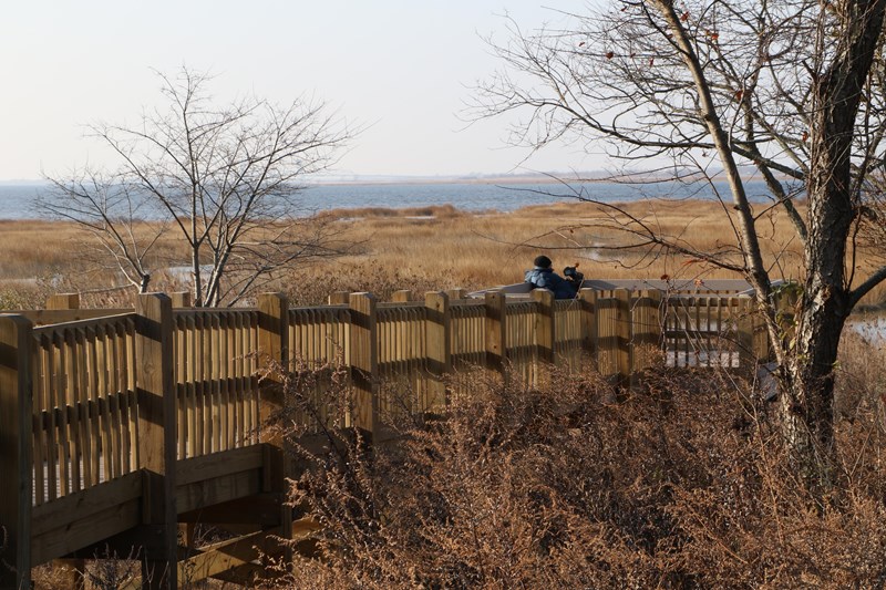Jamaica Bay Wildlife Refuge Marsh with walkway and trees in foreground.