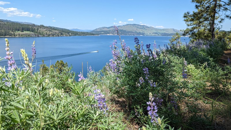 Lake Roosevelt Kettle Falls Mission Point Purple flowers with green leaves grow over the cliffside while a boat motors over blue lake water.