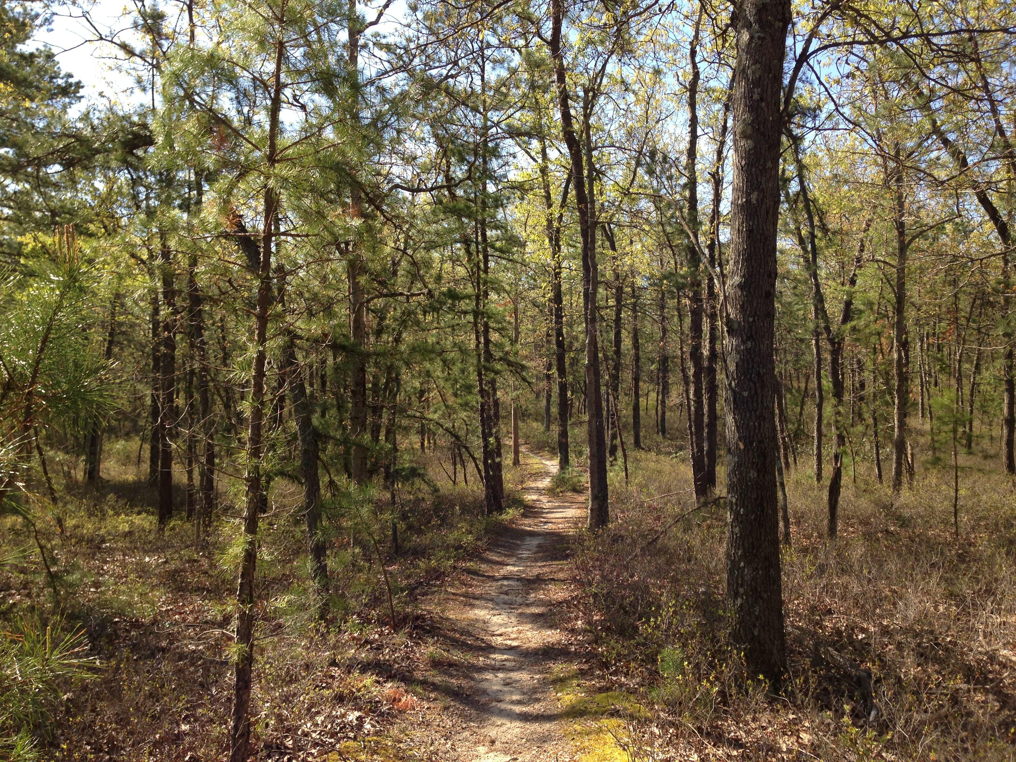 Tall pine trees surround a thin unpaved trail