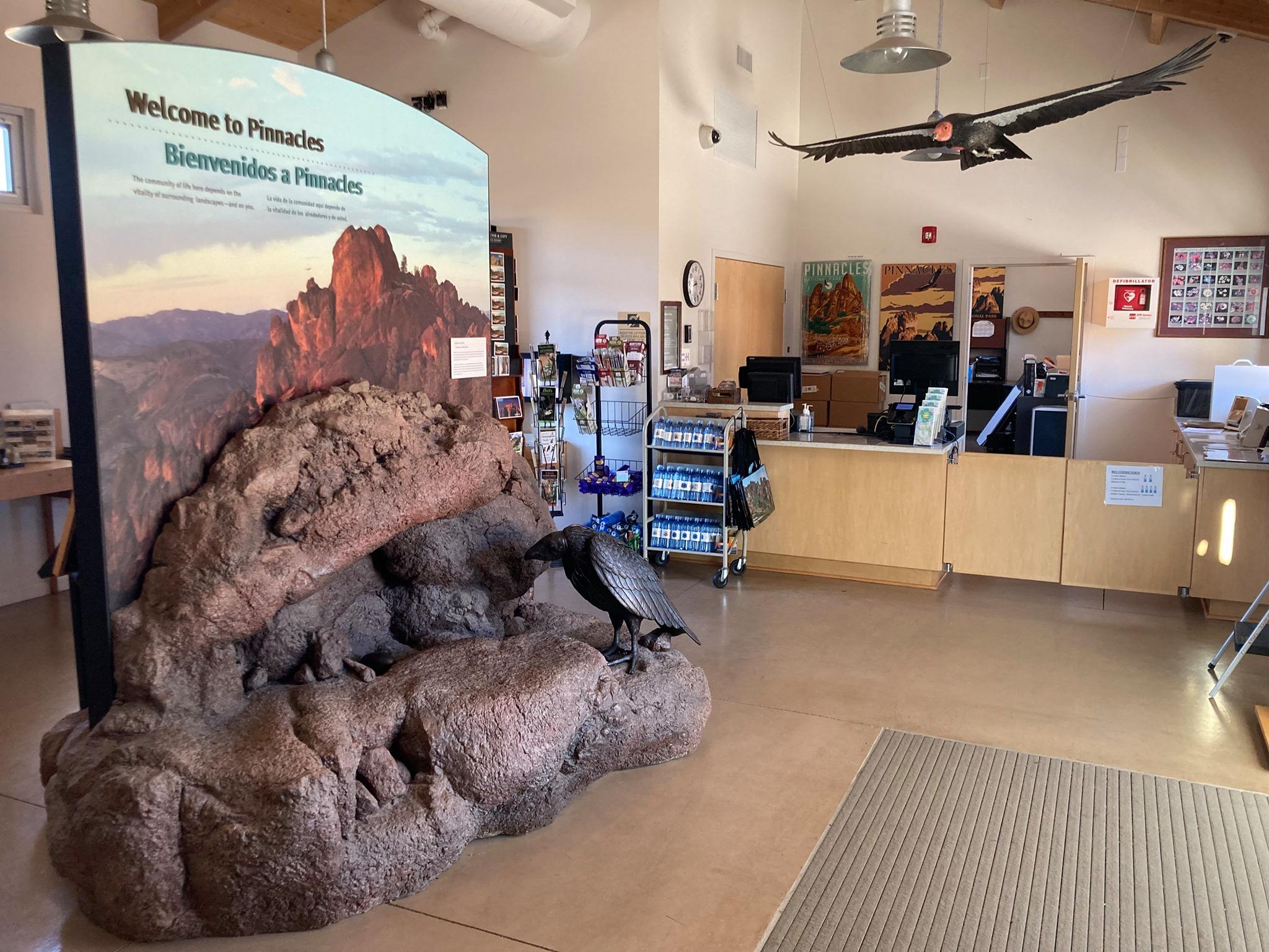 Interpretative display of a condor on rocks inside a small bookstore