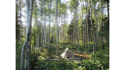 Tent surrounded by trees.