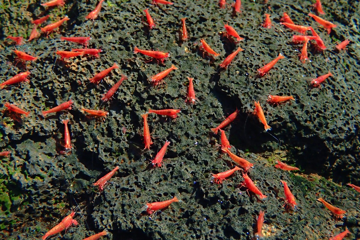 Underwater photograph of ʻōpaeʻula (shrimp).