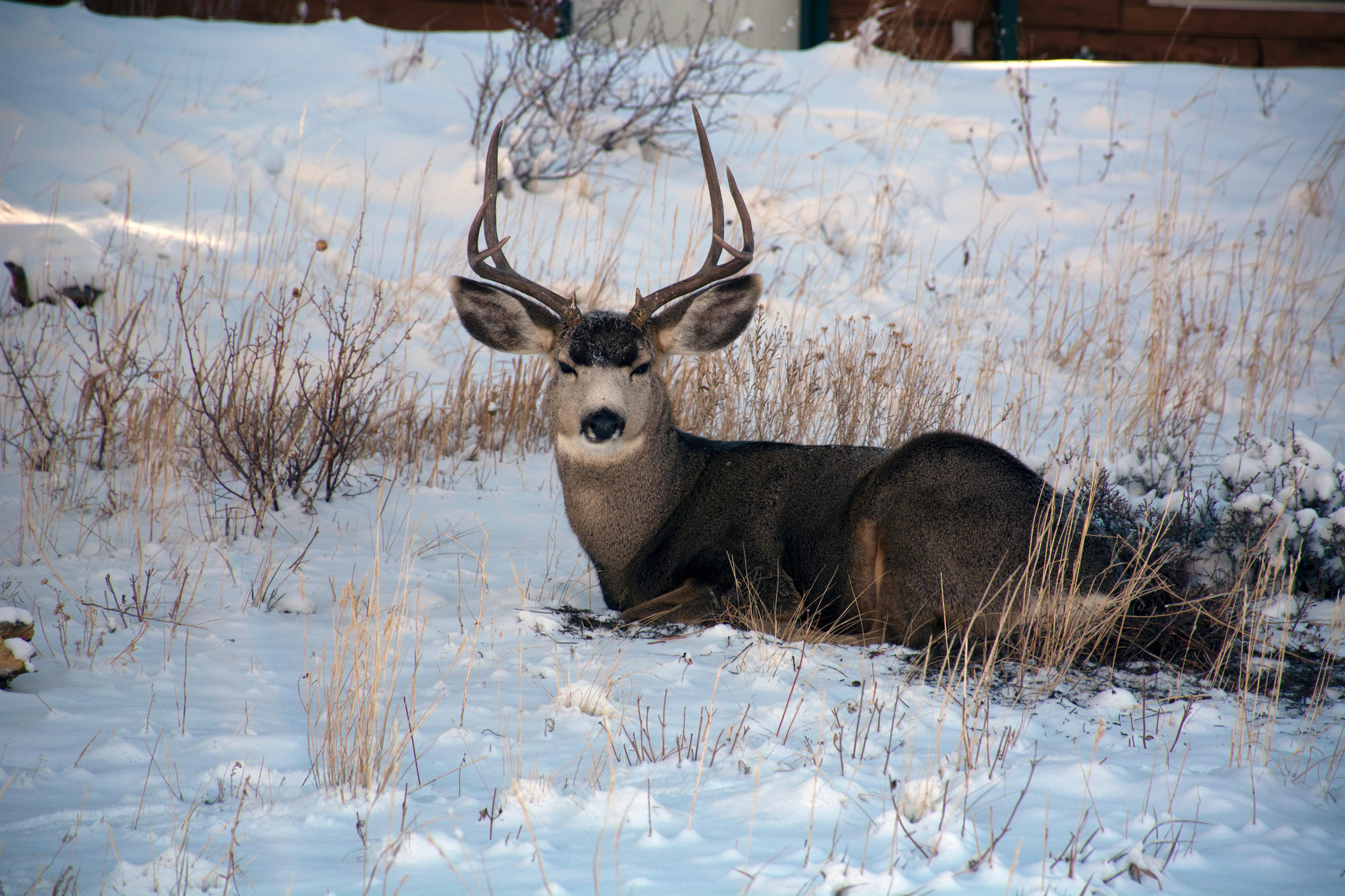 A Mule deer buck is laying down in the snow