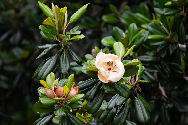 green leaves with a large white flower in the center.