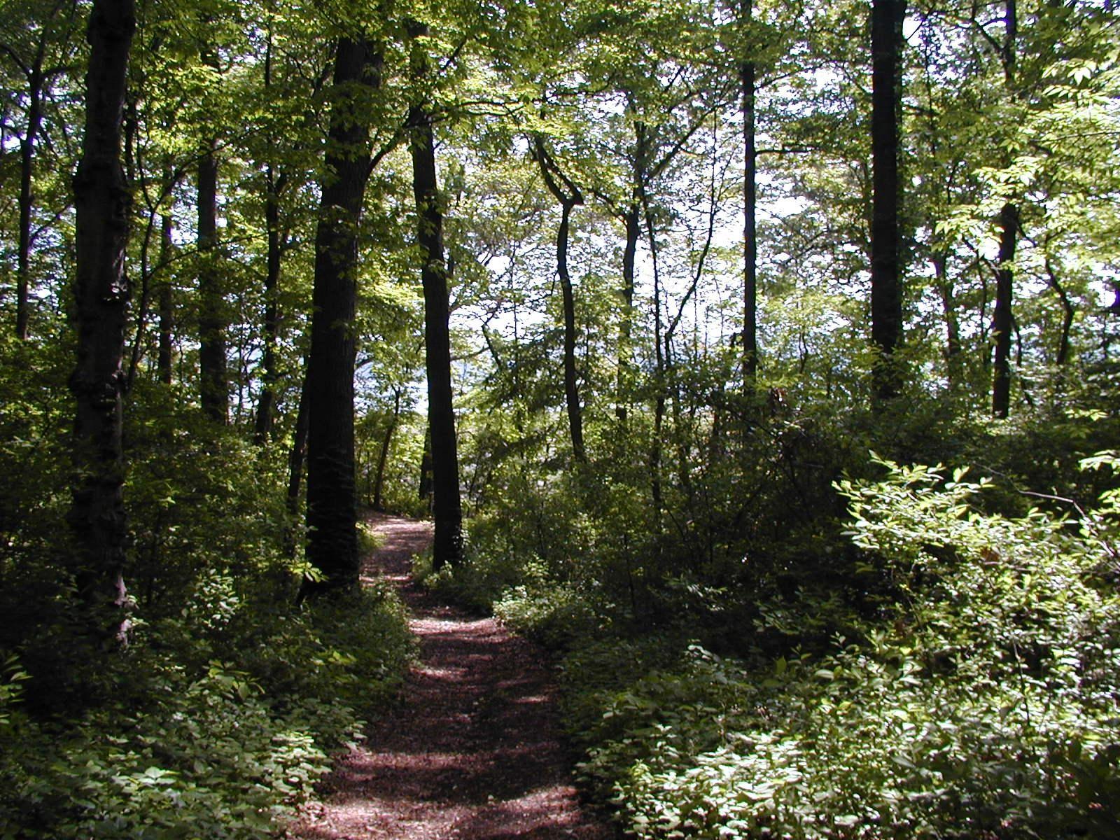 A nature trail to Cold Spring Harbor passes through woods.
