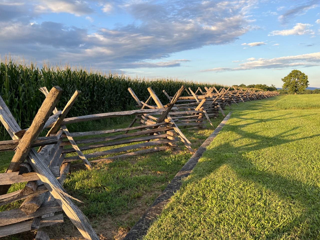 wood fence rails with green corn stalks behind fence