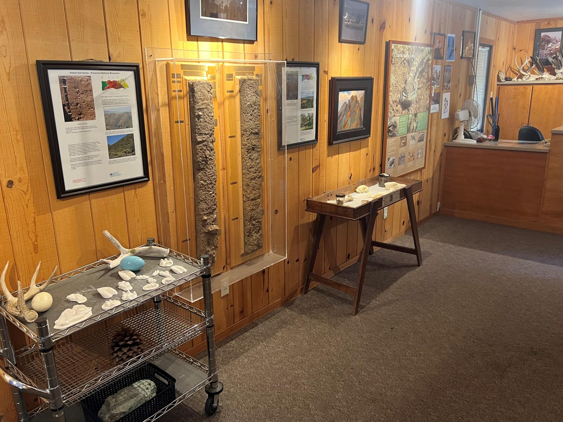 Interp displays and touch tables with animal print casts, deer antlers, and animal skull replicas