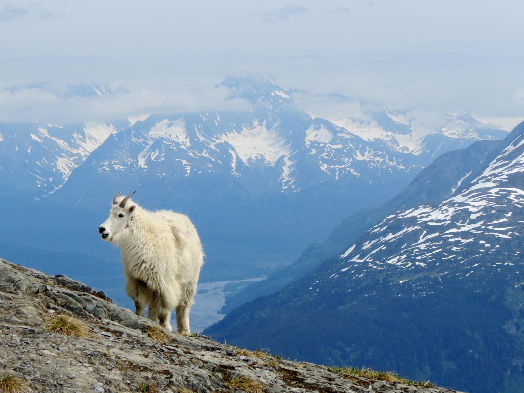 Mountain goat with mountains in background