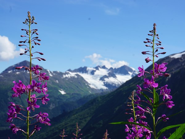 Fireweed blooms with mountains in the background