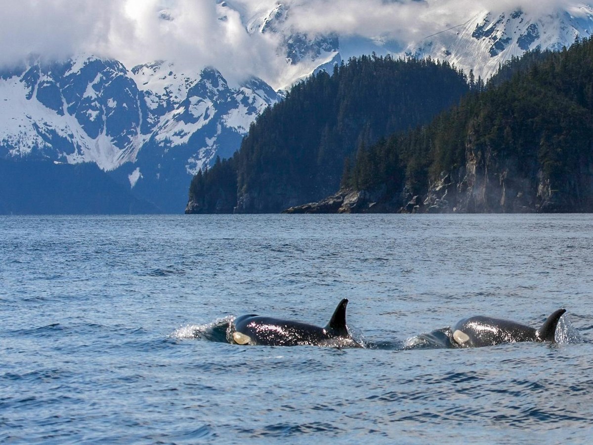 Two orcas surface with mountainous coastline beyond