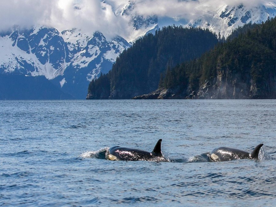 Two orcas surface with mountainous coastline beyond