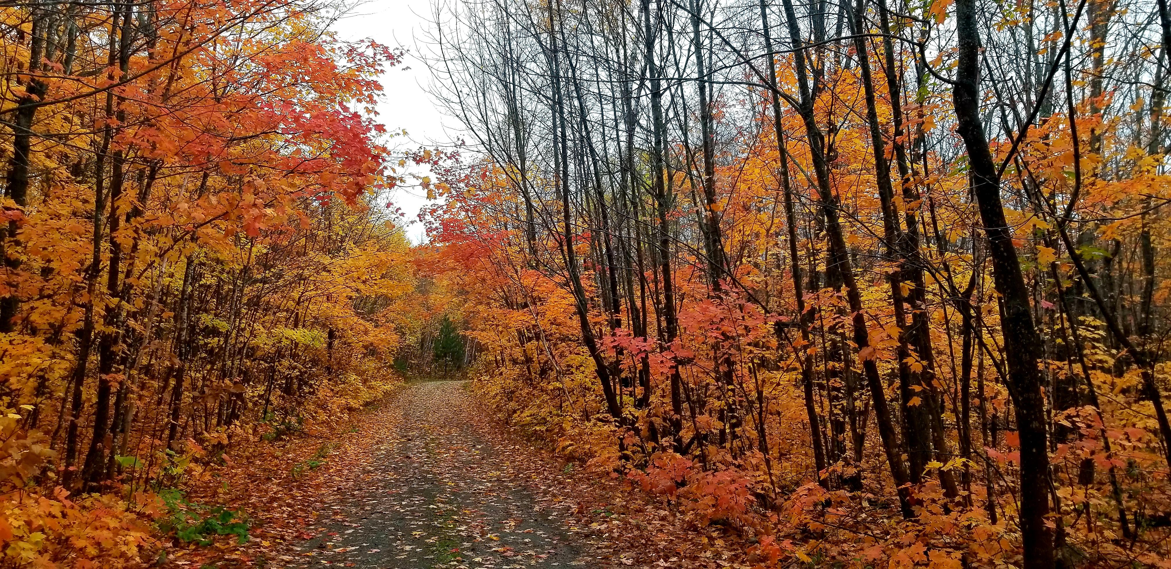 Autumn foliage along a dirt logging road.