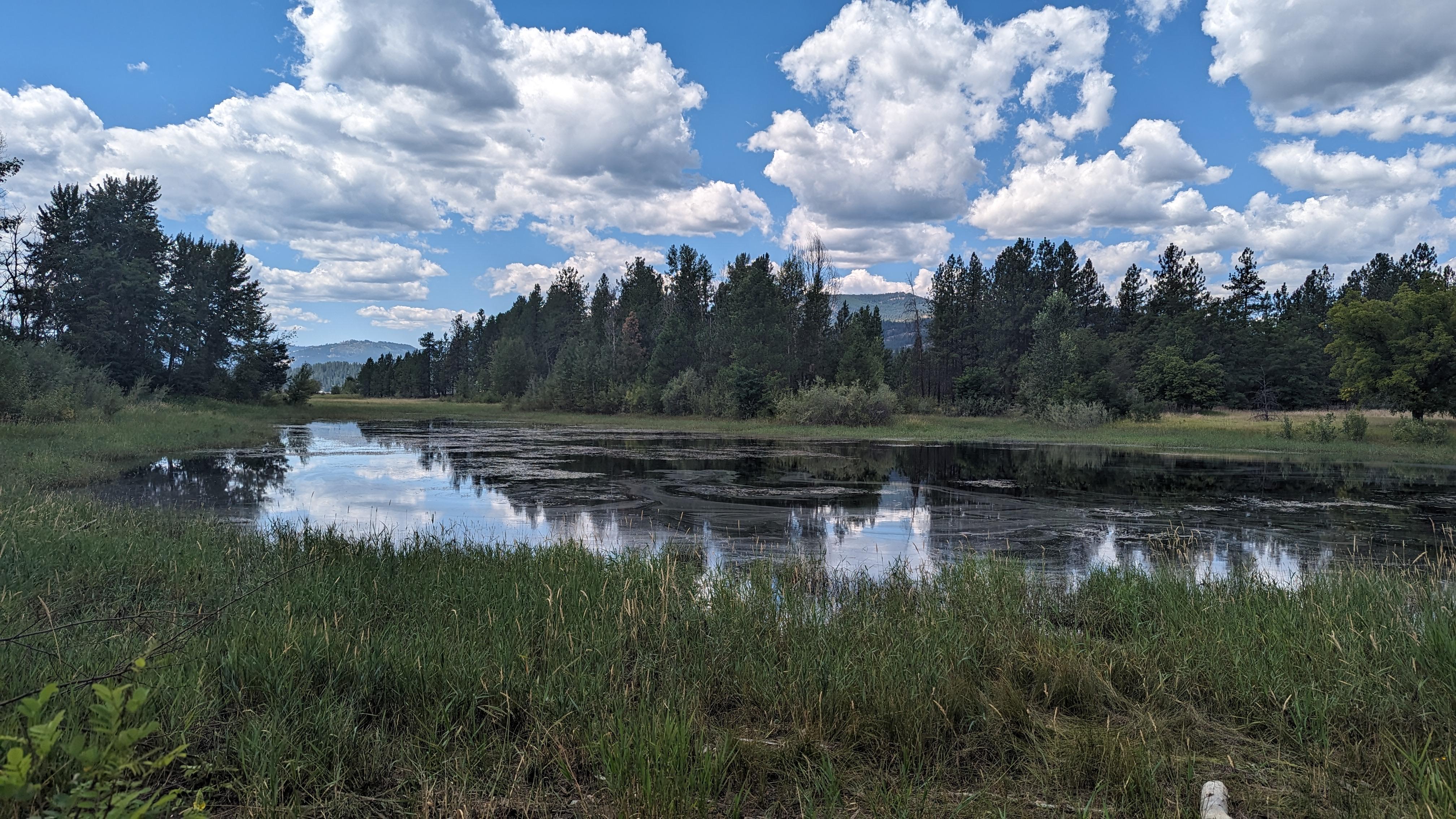 A pond surrounded by dark green plants reflects a cloudy sky and tall green pine trees.