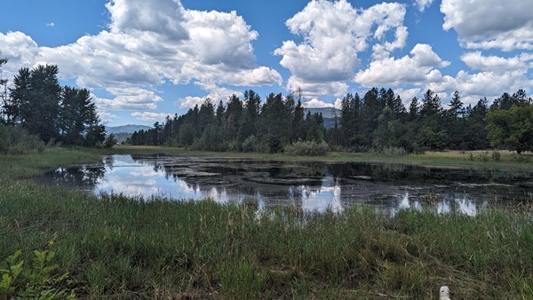 A pond surrounded by dark green plants reflects a cloudy sky and tall green pine trees.