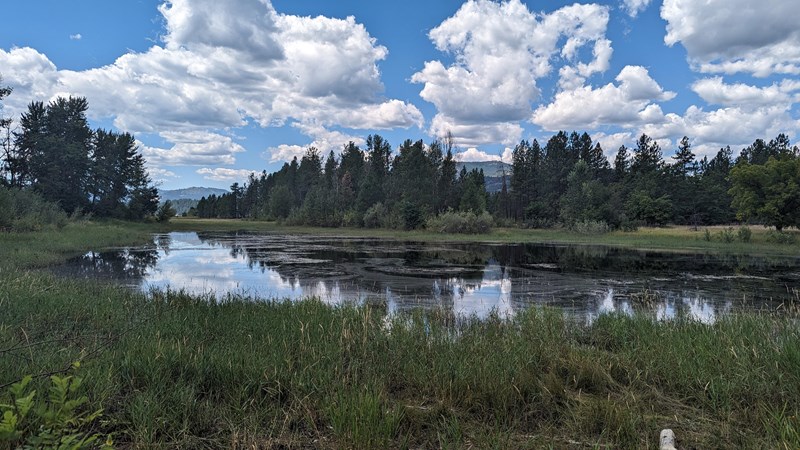 Lake Roosevelt Kettle Falls Day Use A pond surrounded by dark green plants reflects a cloudy sky and tall green pine trees.