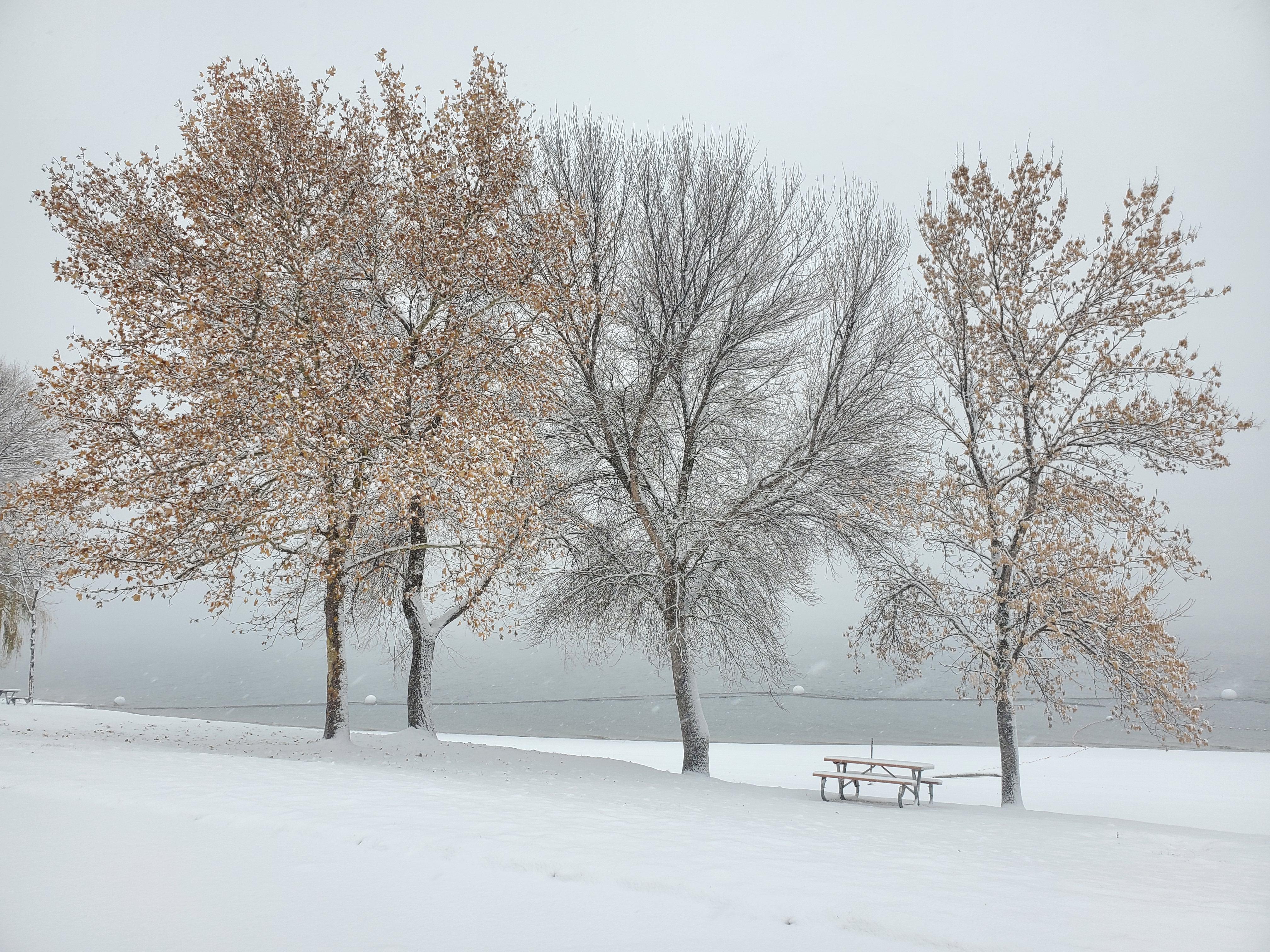 Snow covered landscape has three trees, two with brown leaves, and one with none.