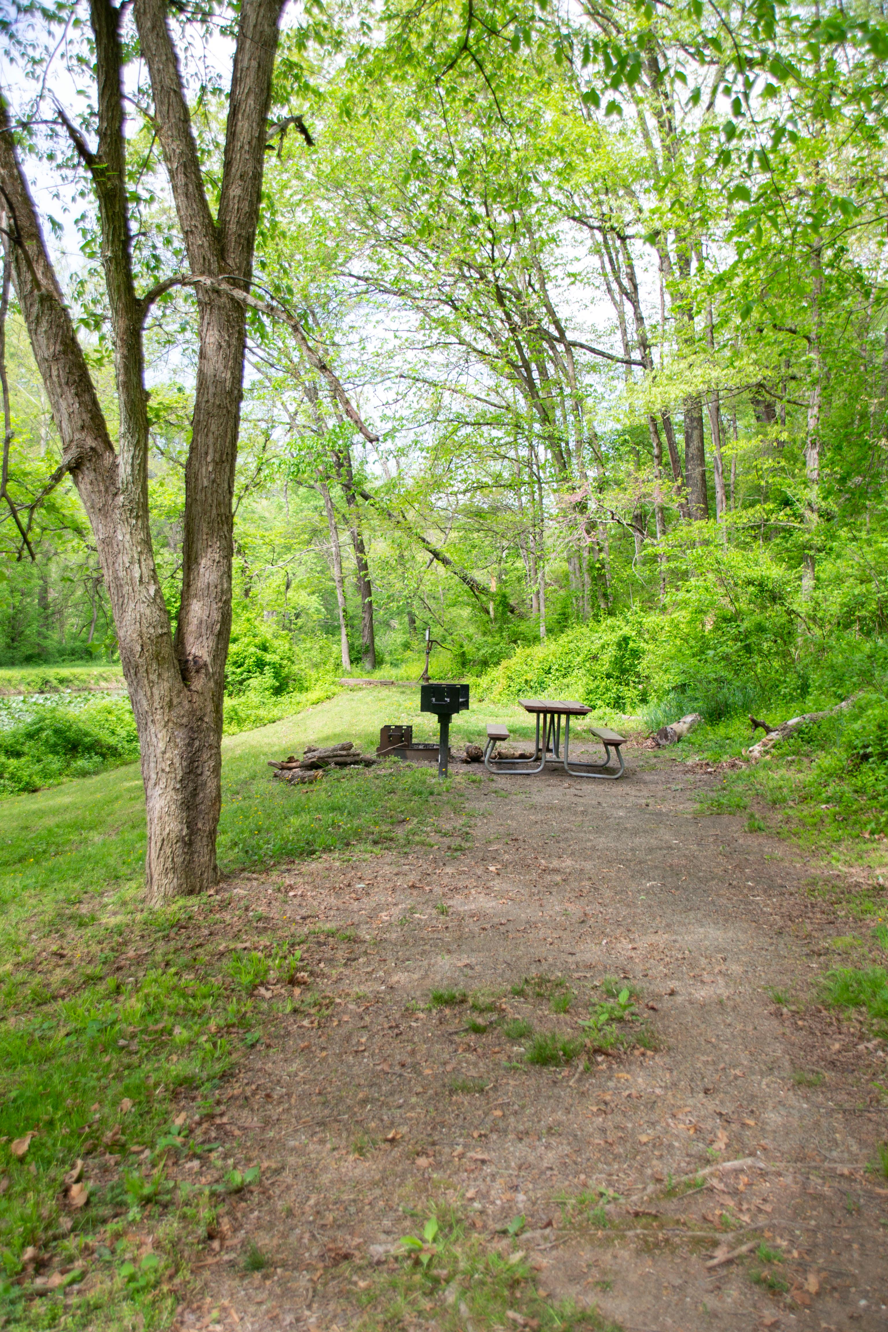 A picnic table and grill sit next to a tree.