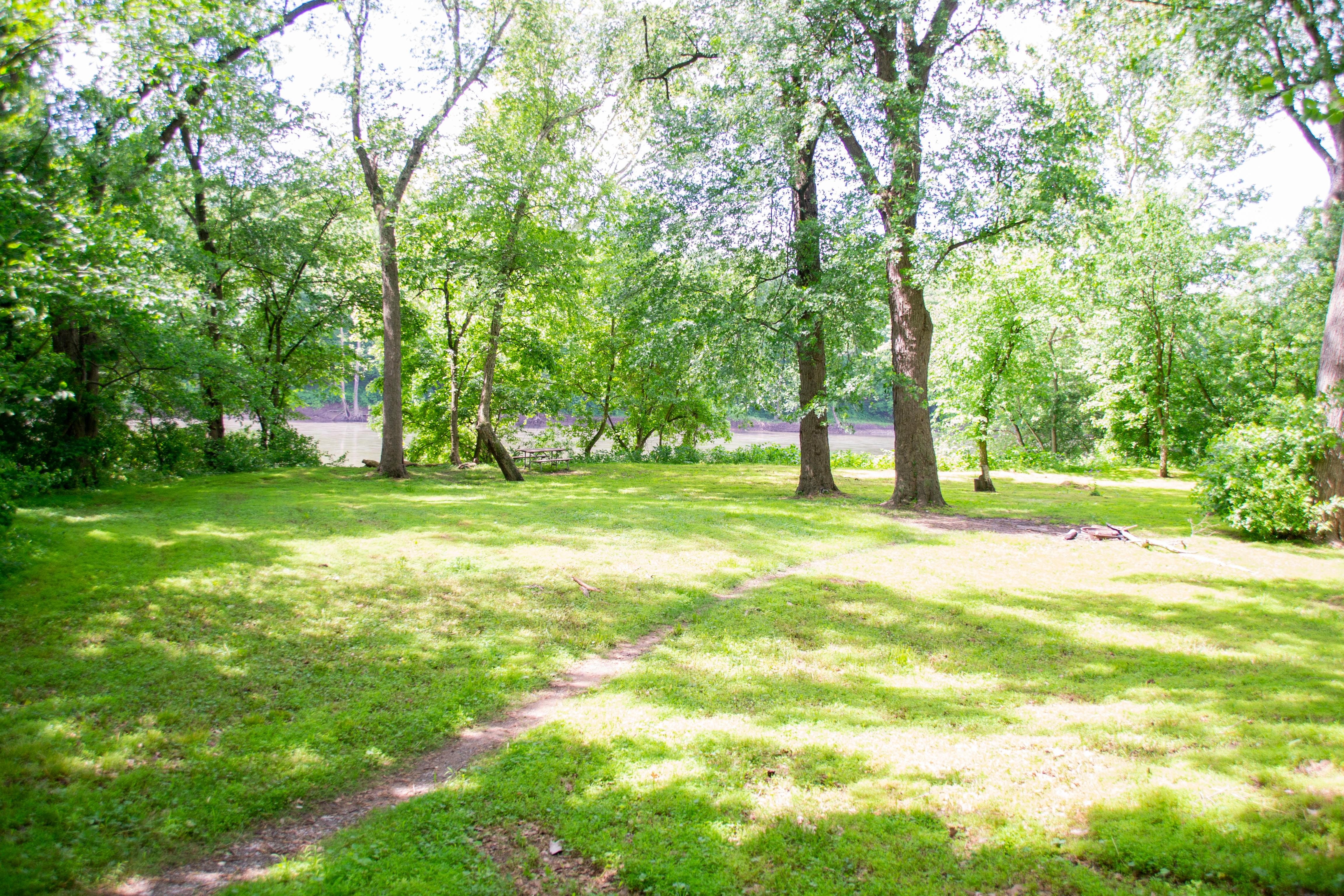 A path leads to a grassy area in the trees.