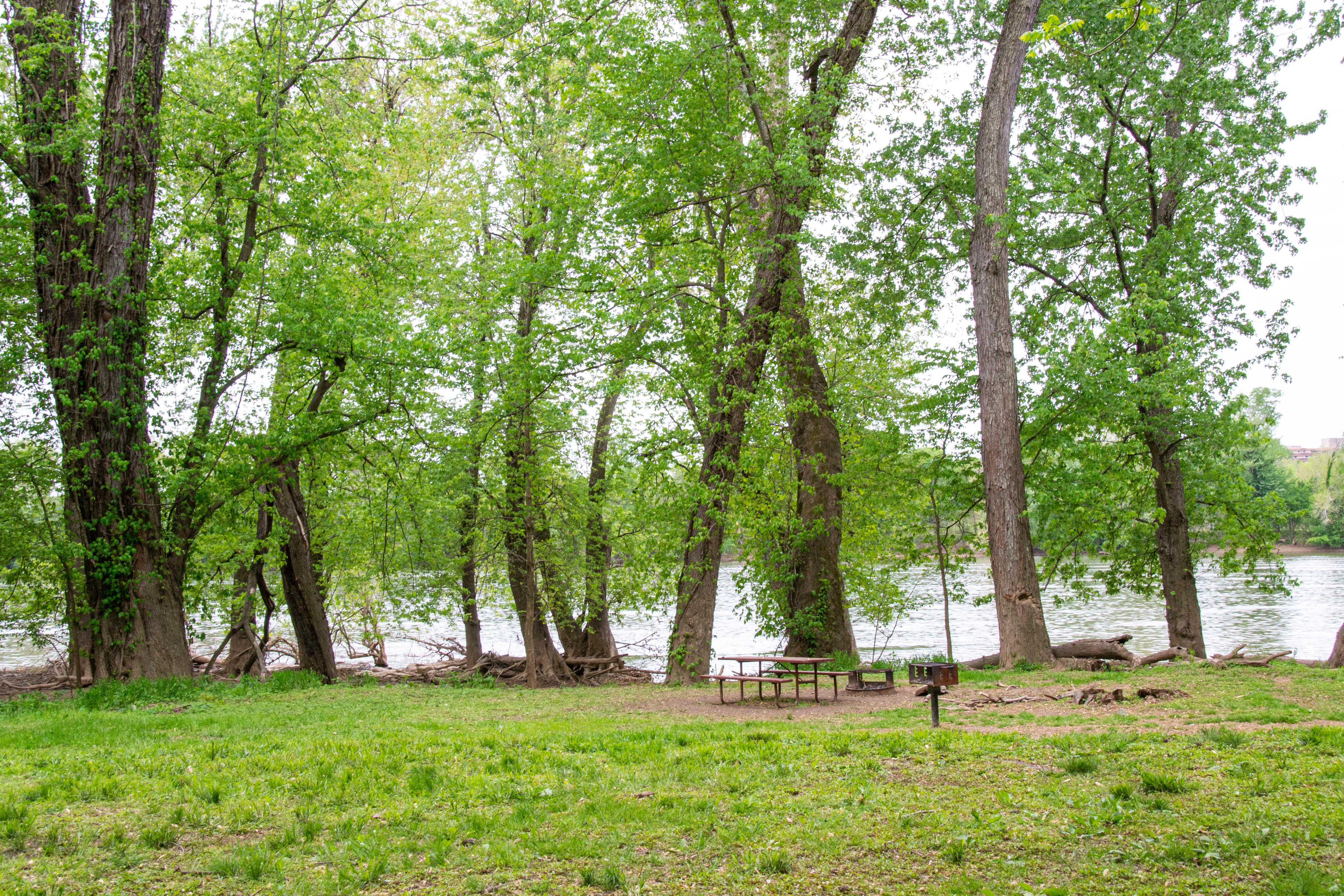 A patch of green grass lined by trees.