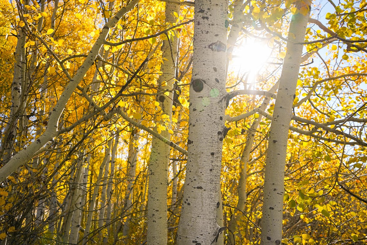Aspen trees with yellow leaves and the sun shining through the trees