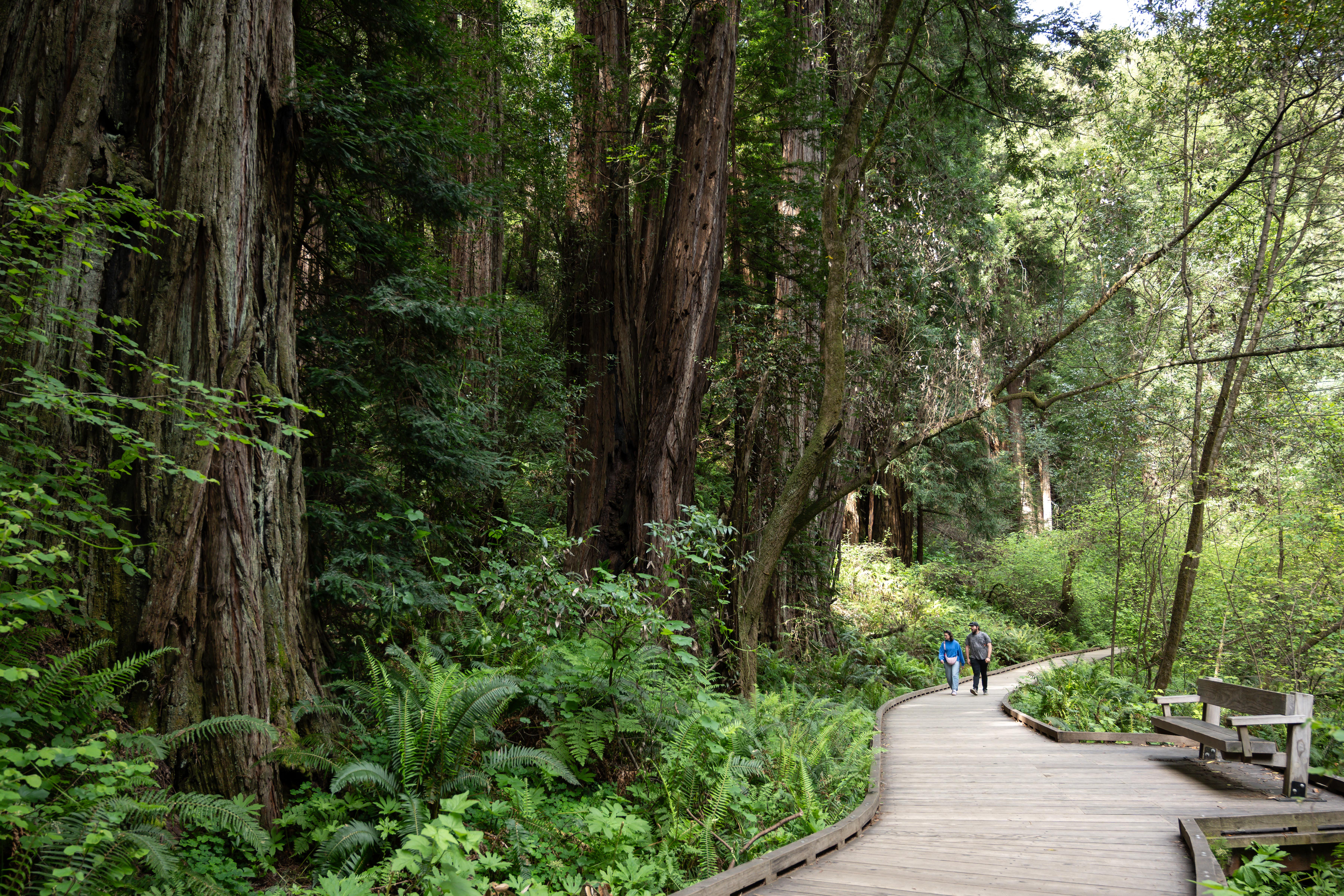 Two people walk on a meandering wooden boardwalk in a densely vegetated forest. Tall redwoods tower.