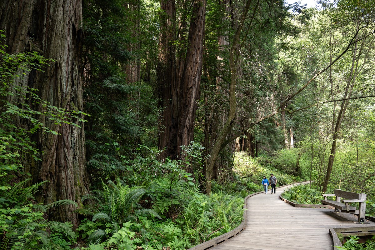 Two people walk on a meandering wooden boardwalk in a densely vegetated forest. Tall redwoods tower.
