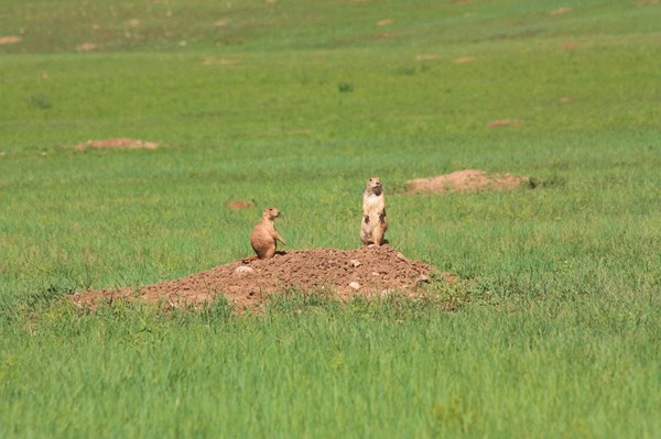 Two prairie dogs stand on a dirt mound surrounded by green grass.