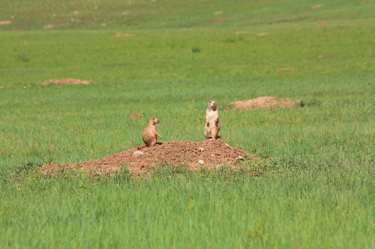 Two prairie dogs stand on a dirt mound surrounded by green grass.