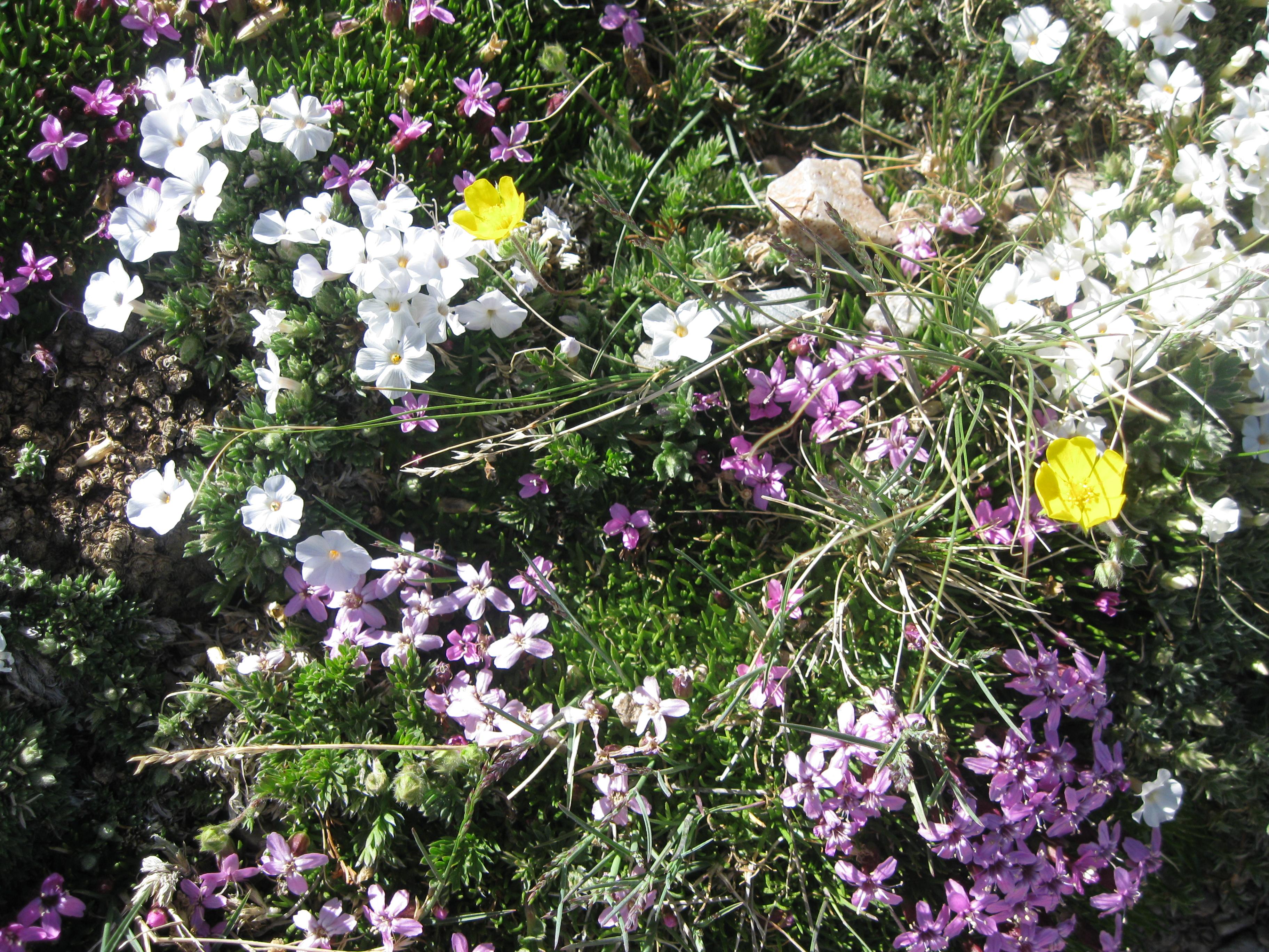 White, yellow,, and pink alpine flowers.