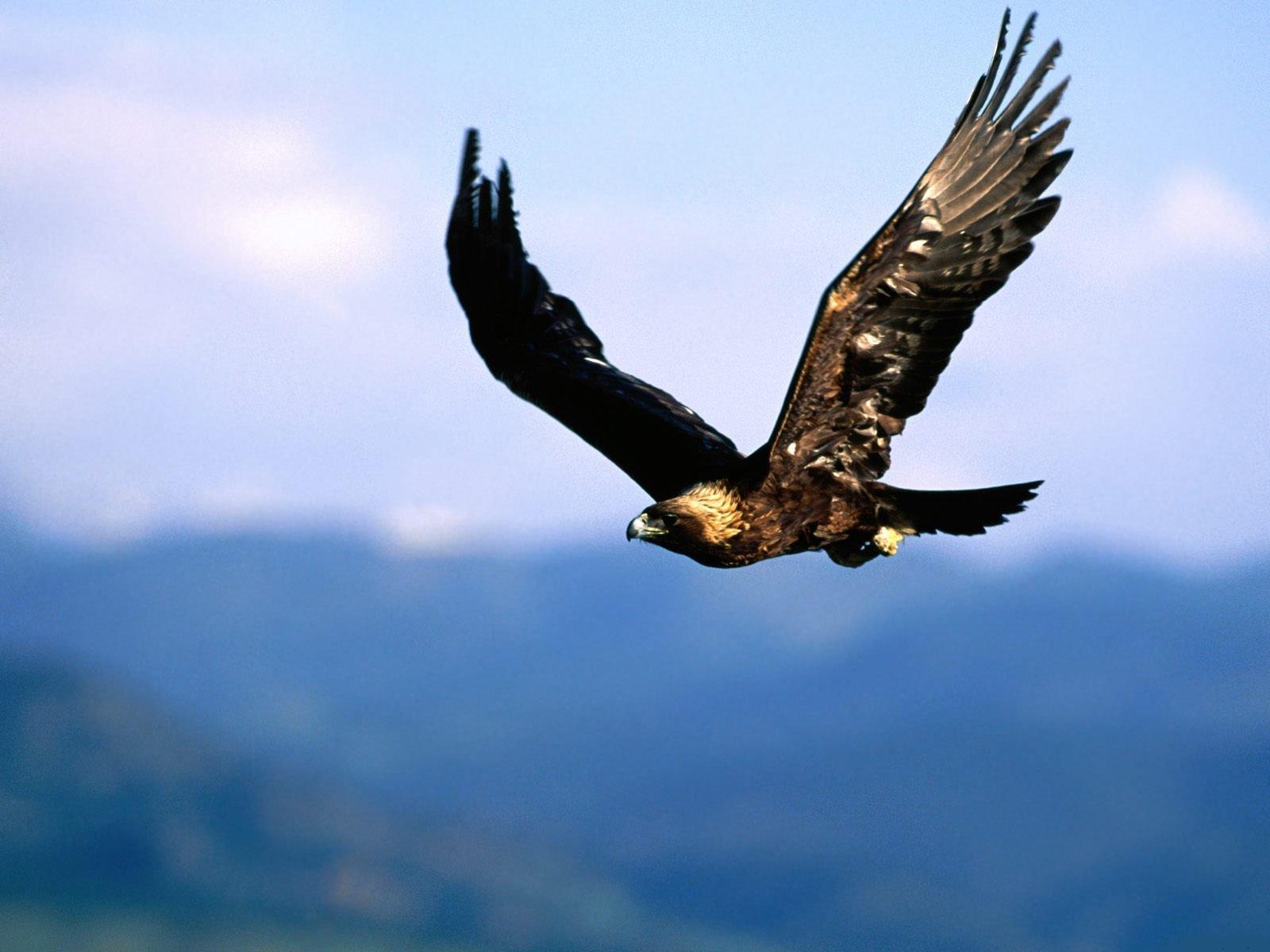 Golden Eagle flying with wings spread wide
