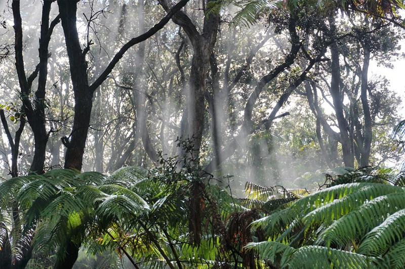 Rainforest Rays of light shine through a misty rainforest with ferns covering the understory