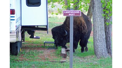 A bison stands next to an RV and behind a sign reading Campground Host