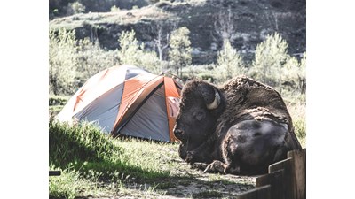 A large bull bison lays beside a small tent.