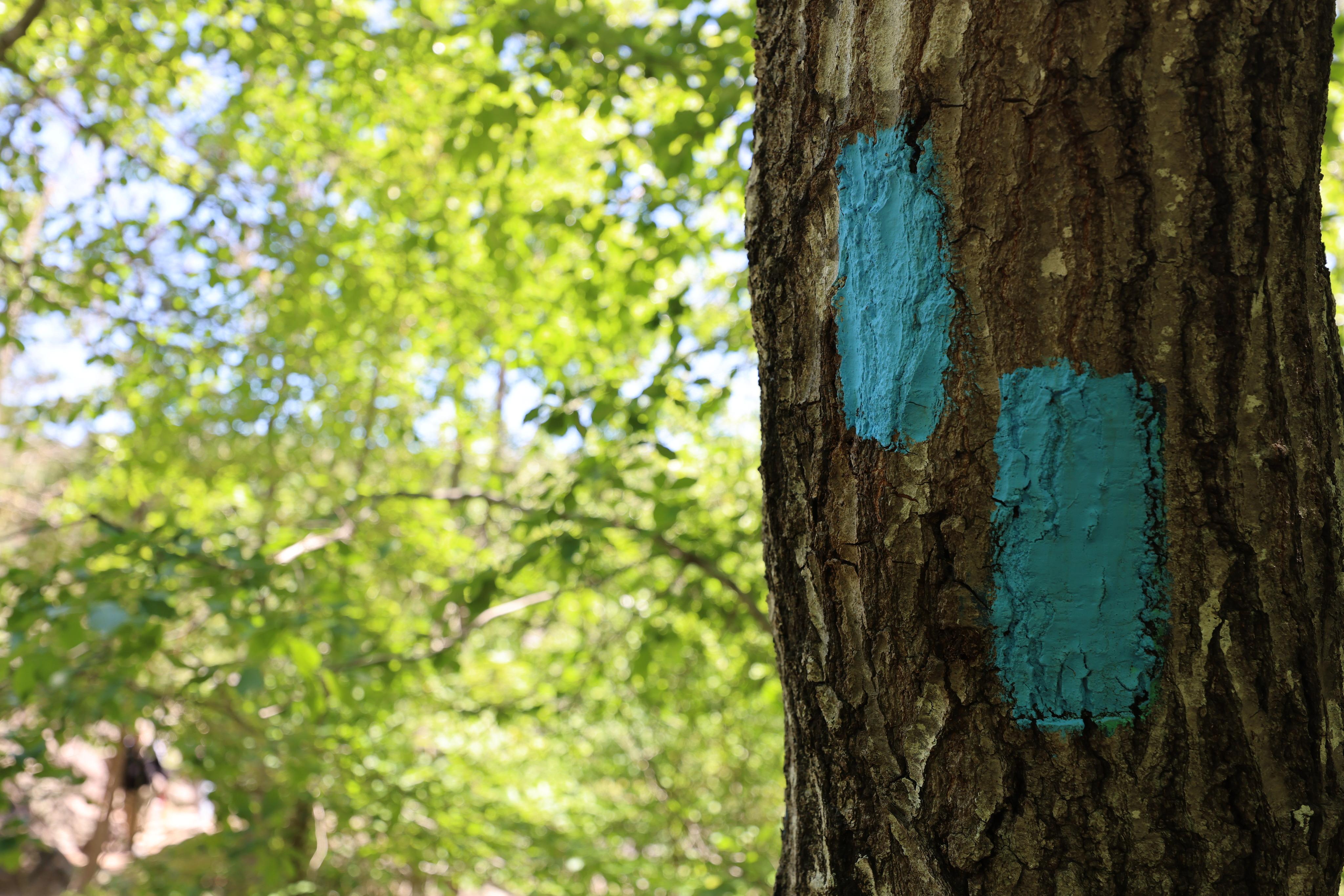 two blue blazes are painted on a tree